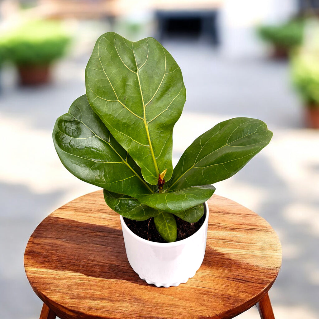 Ficus lyrata 'Bambino'