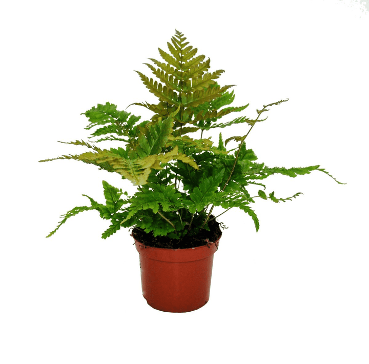 Dryopteris erythrosora (Autumn Fern, Japanese Wood Fern)