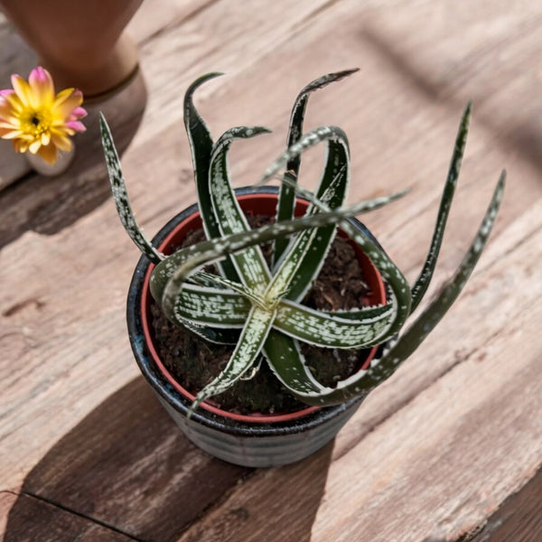 Aloe Maidu