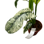 Rhaphidophora puberula 'Variegata' (RPV02)