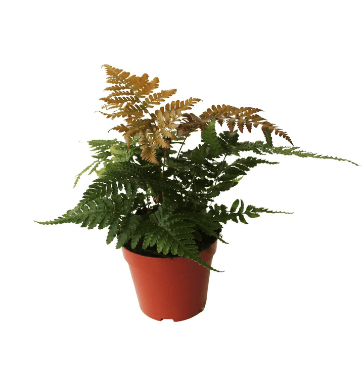 Dryopteris erythrosora (Autumn Fern, Japanese Wood Fern)