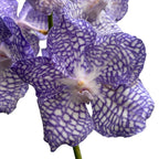Vanda Kanchana Delfs Bleu (Ansu)