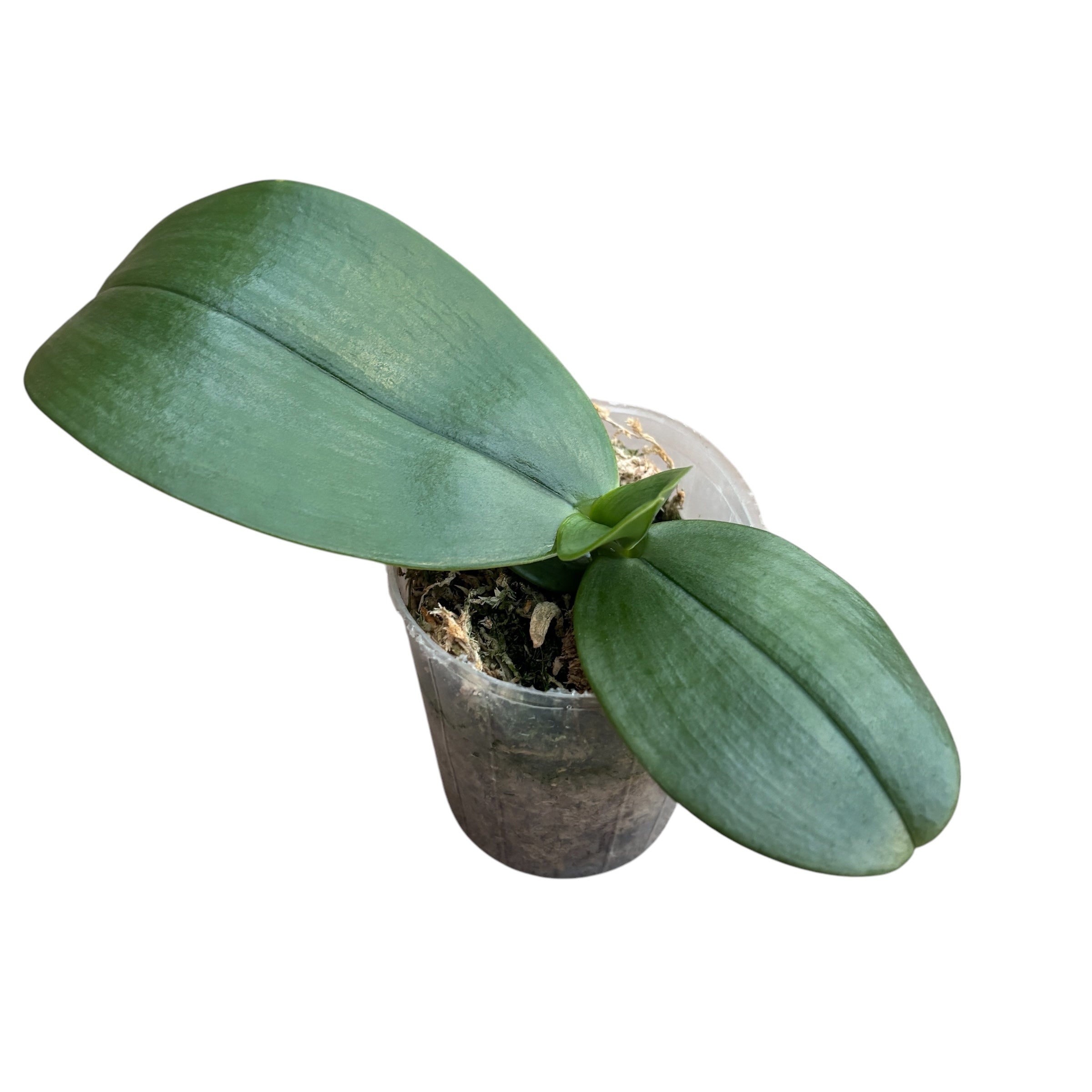 Phalaenopsis gigantea var. alba - parfumé