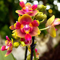 Phalaenopsis Rising Sun - fleurs peloriques parfumées