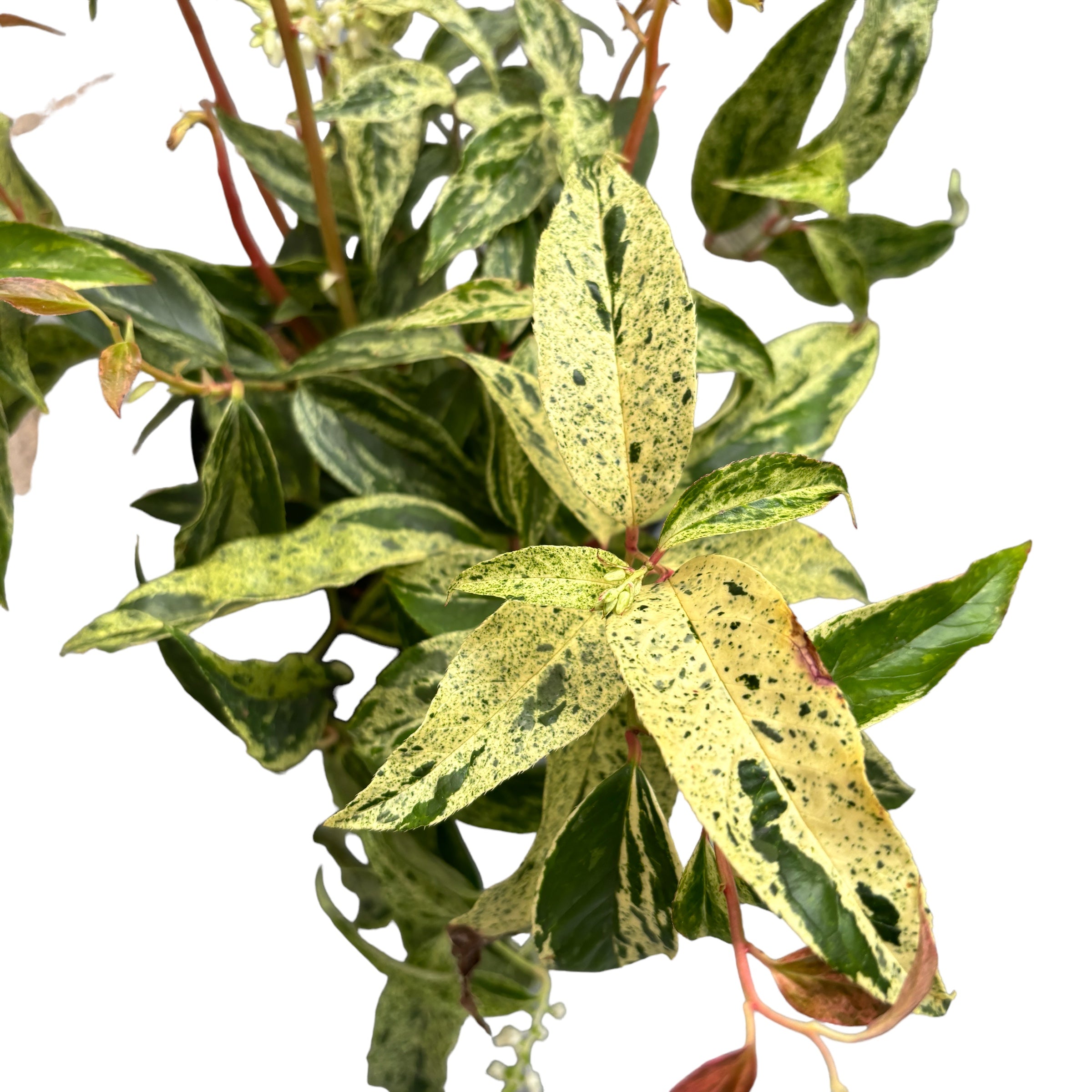 Leucothoe fontanesiana 'Rainbow' - zimzelen, pisan