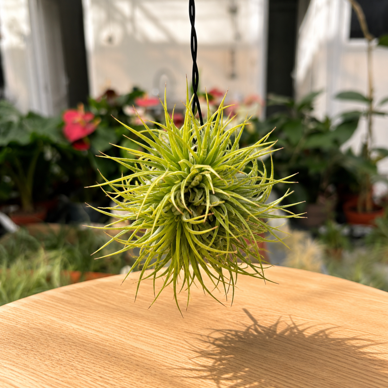 Tillandsia Ionantha clump