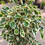 Ficus benjamina 'Twilight' XL - Ficus variegat cu frunze verde-crem