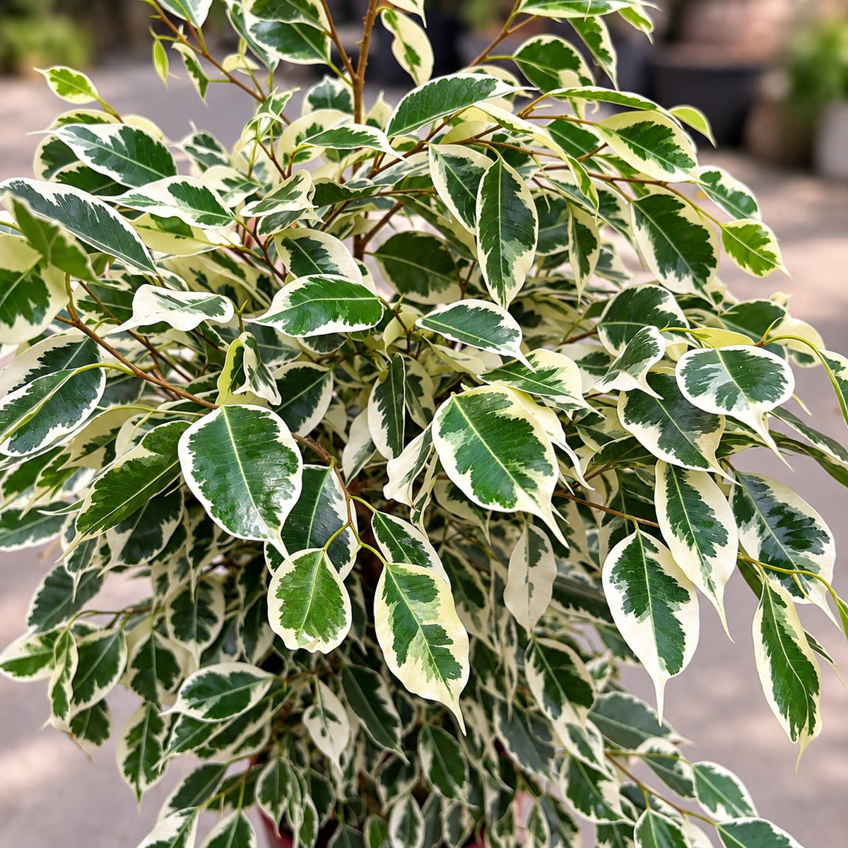 Ficus benjamina 'Twilight' XL - Variegated ficus with green-and-cream leaves