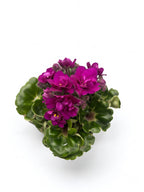 Saintpaulia Rococo Cyclam - Violete de Parma cu flori duble