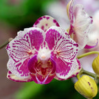 Phalaenopsis OX Madonna (pelorinen)