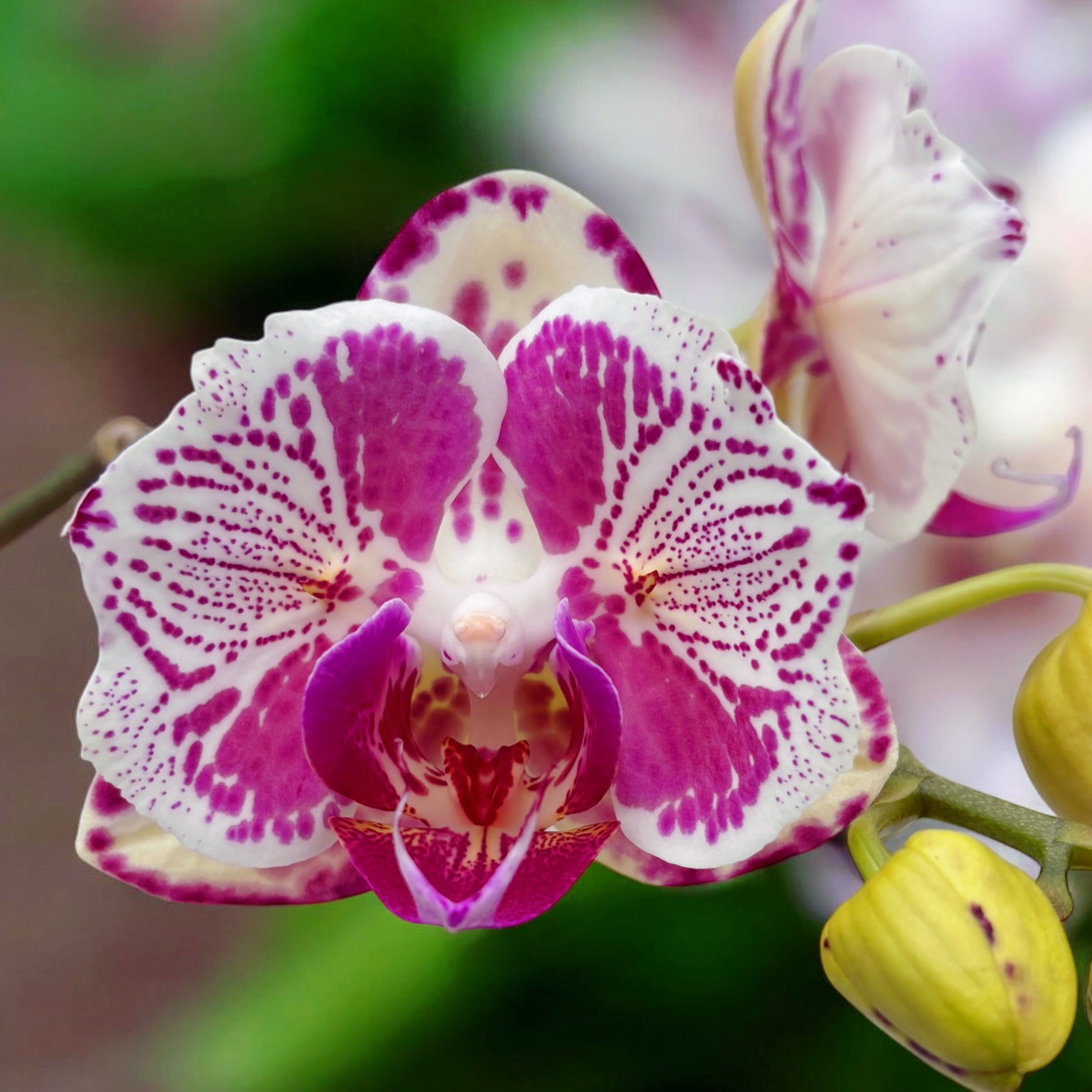 Phalaenopsis OX Madonna (pelorica)