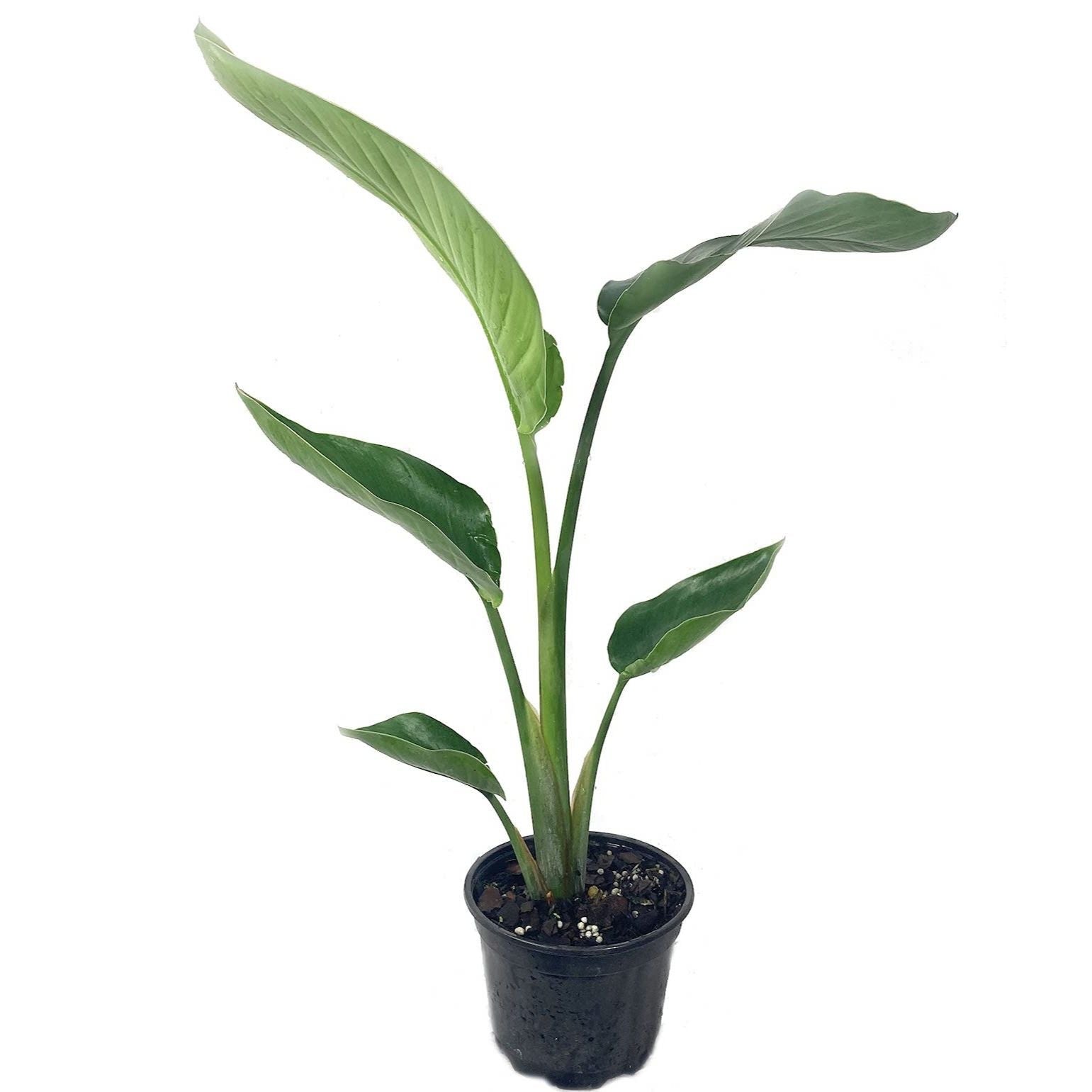 Strelitzia Nicolai (Pasarea Paradisului) 2pp