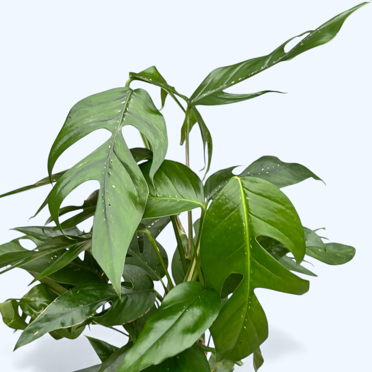 Epipremnum pinnatum ‘Baltic Blue Mint Variegata’ XL