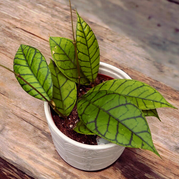 Hoya callistophylla D12