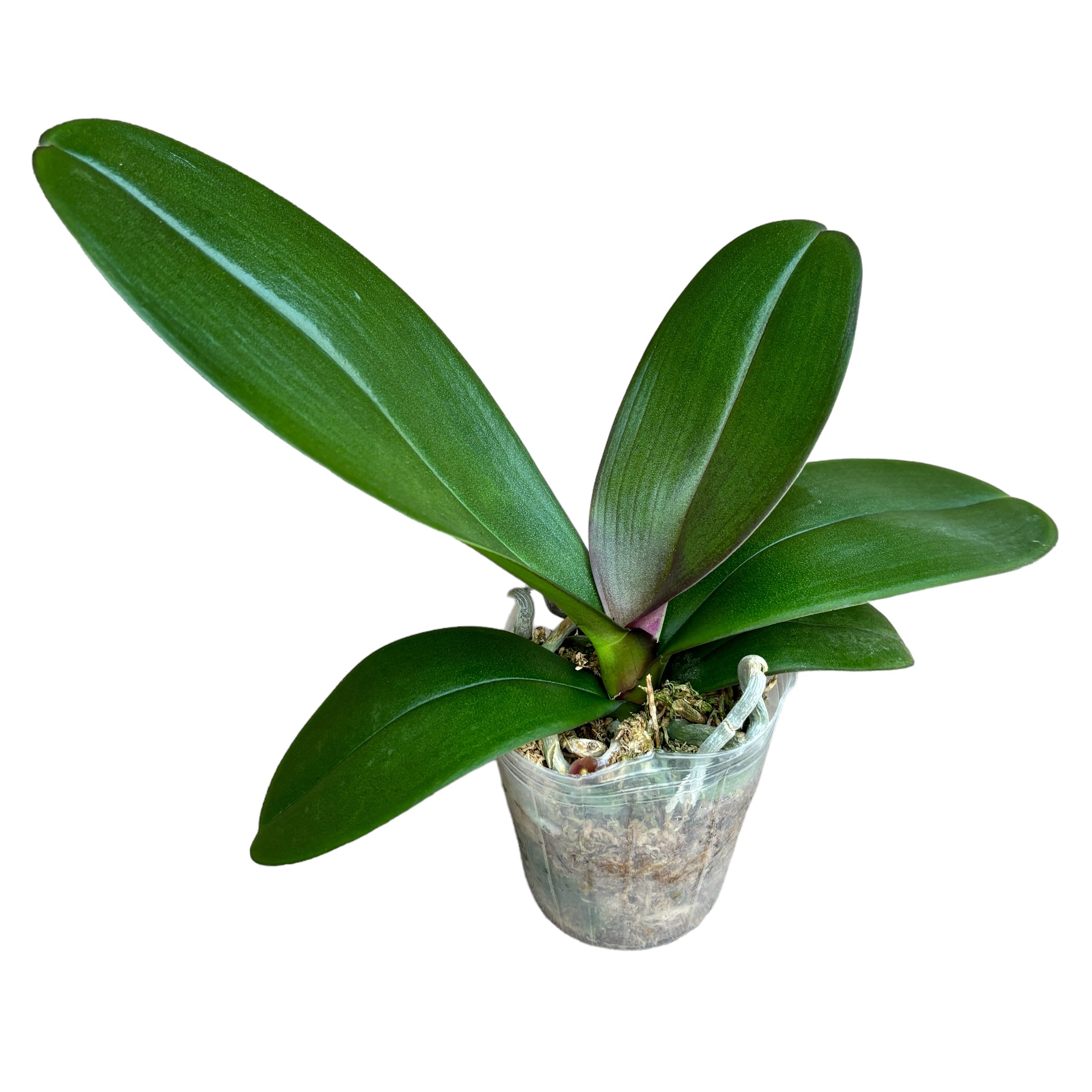 Phalaenopsis OX Red Sesame