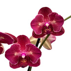 Phalaenopsis Kimono pelorinen - perhonen