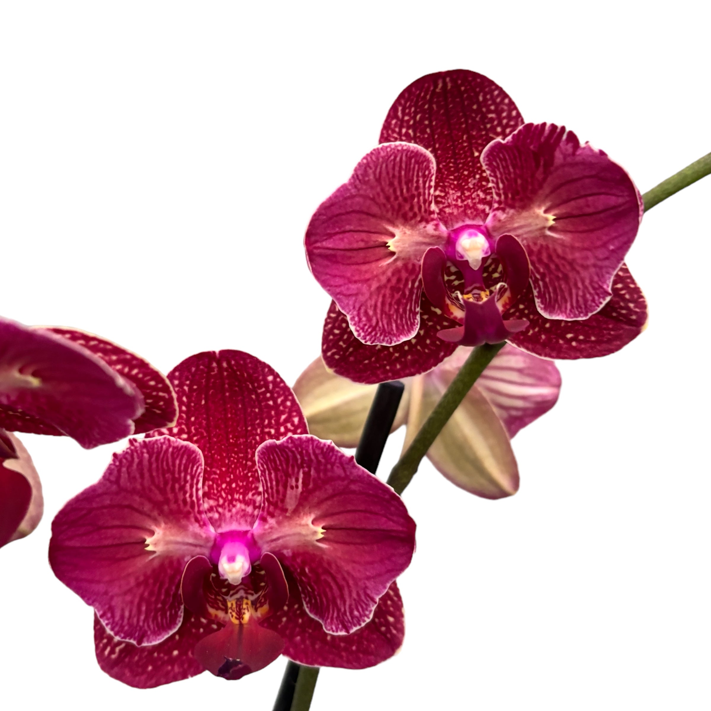 Phalaenopsis Kimono peloric - butterfly