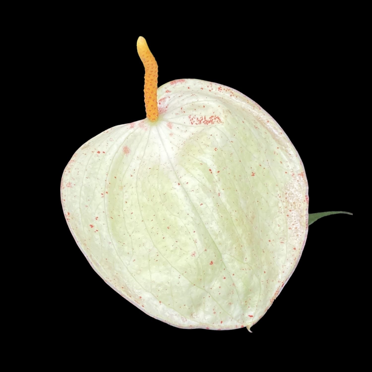 Anthurium Scherzerianum Christine White