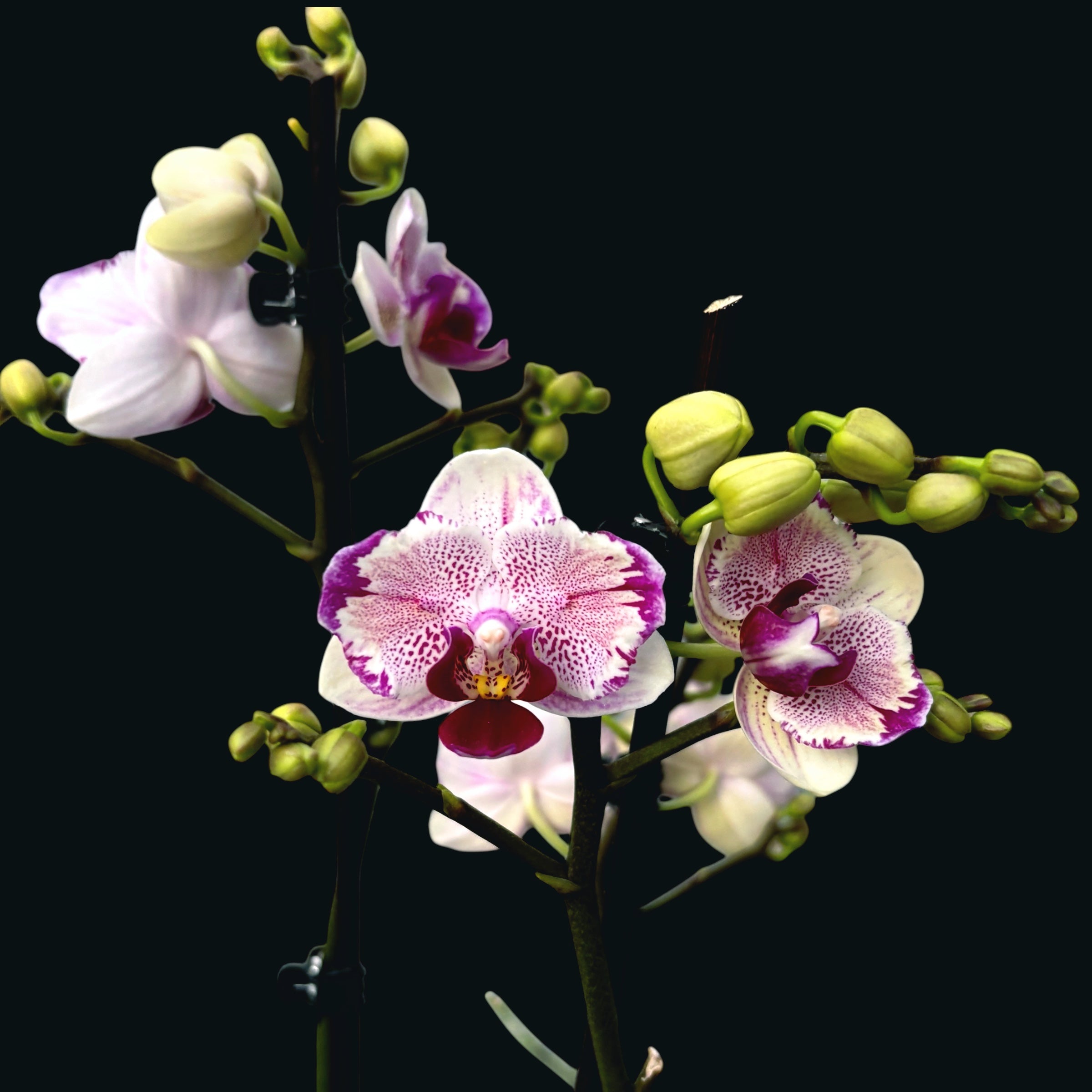 Phalaenopsis Miki Pink Angel - farfalla pelorica