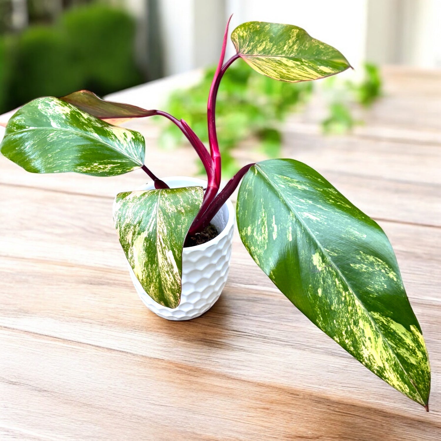 Philodendron Erdbeerschütteln