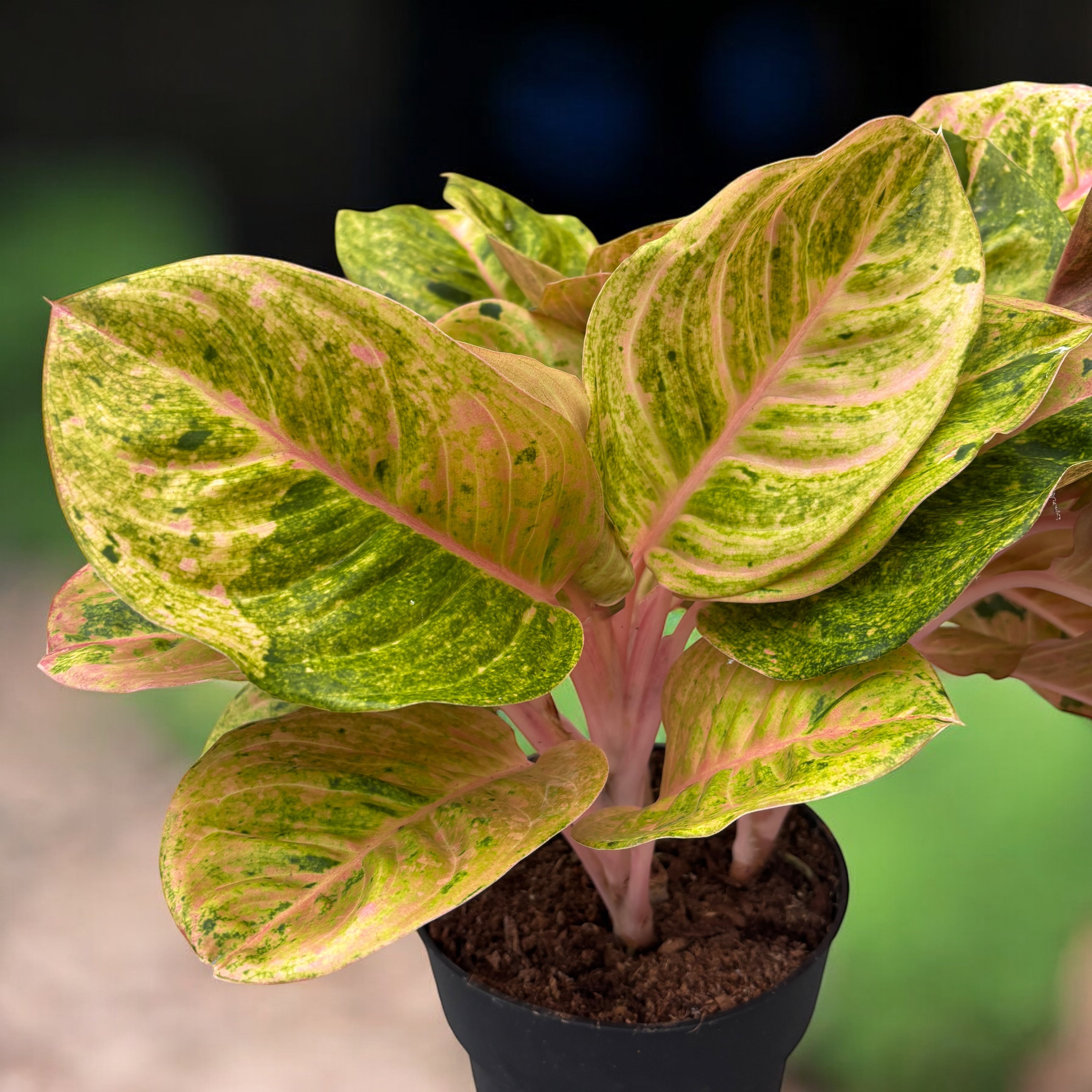 Aglaonema 'Apple Fantasy' 4pp - exemplare XL
