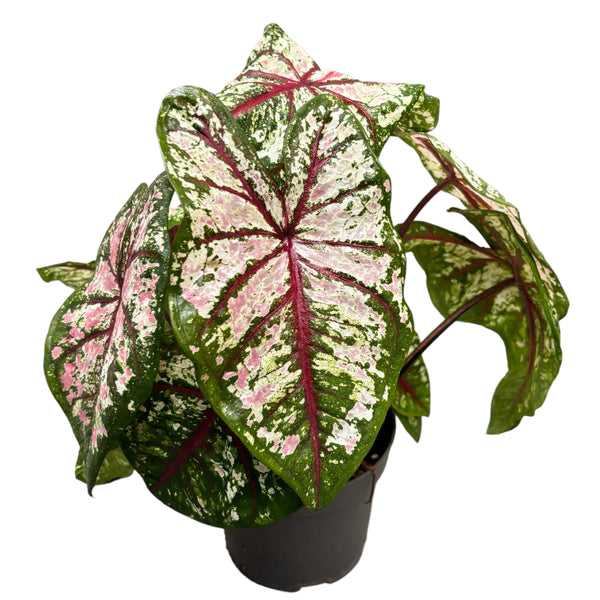 Caladium Tapestry