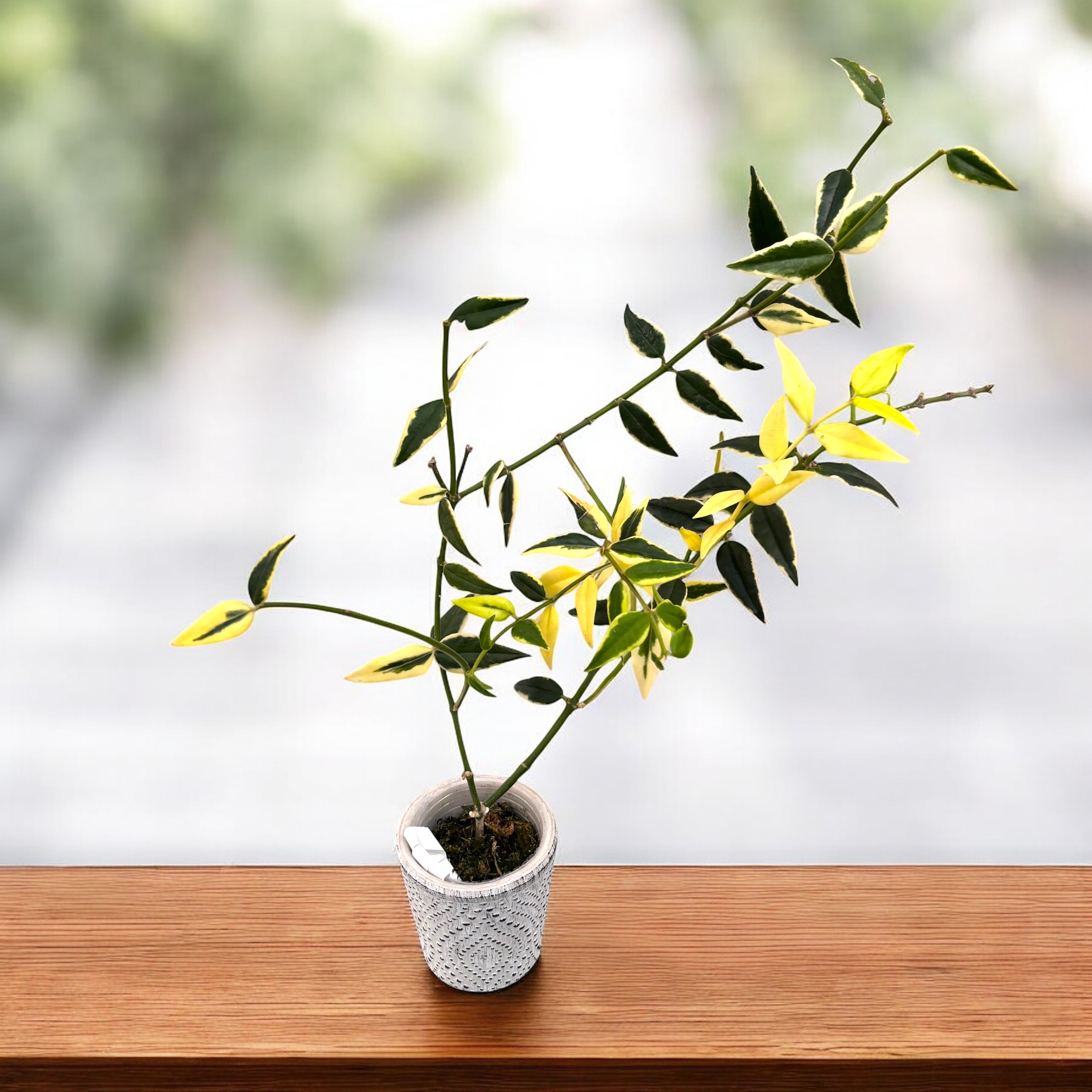 Hoya bella 'Anneke Buis' (albomarginata) - exemplarele dezvoltate