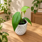 Philodendron longilobatum 'Lelano Miyano' - Rare Philodendron with deeply lobed leaves