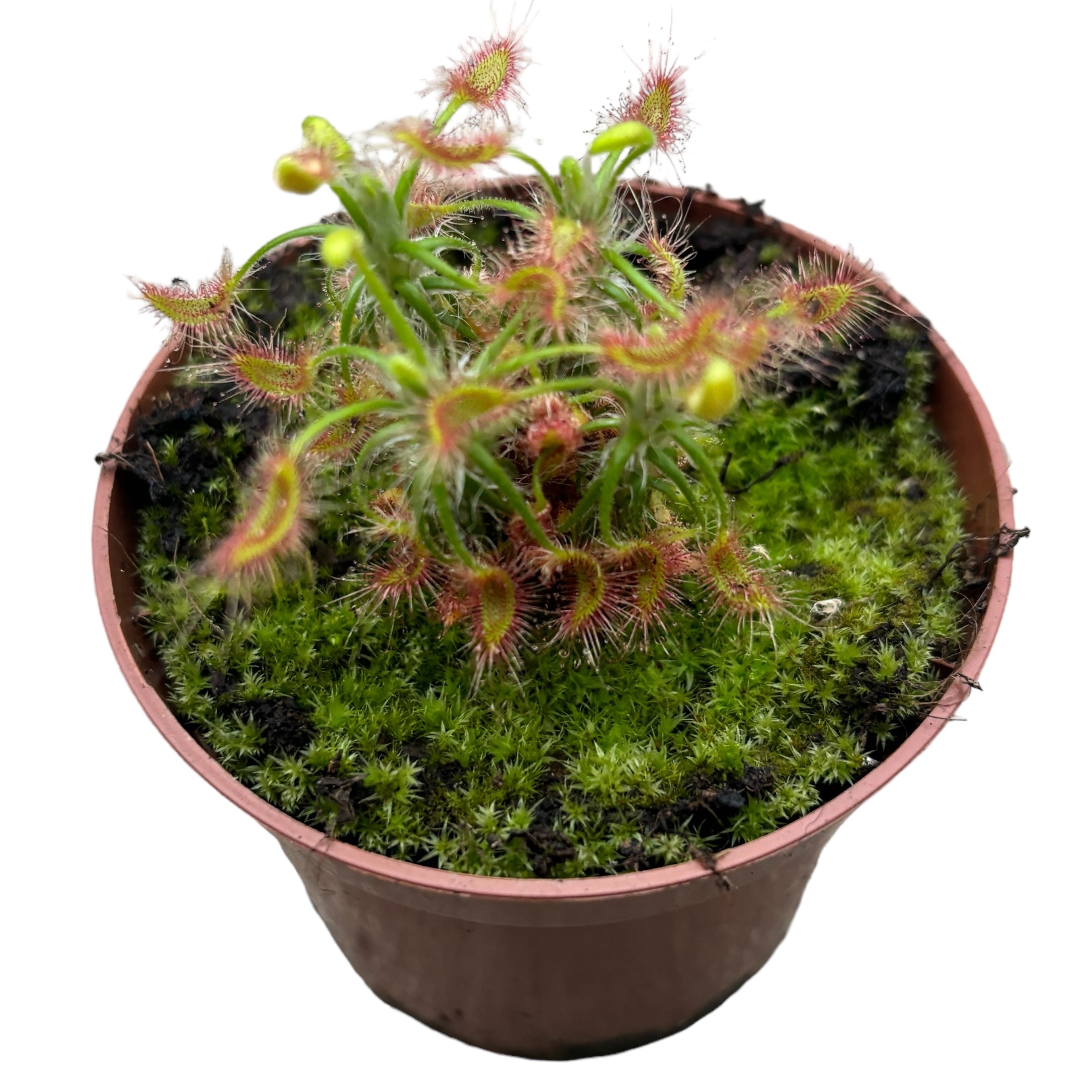Drosera Scorpioides - Roua cerului