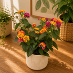 Lantana camara ‘Havana Red’