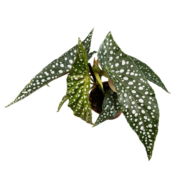Begonia 'Silver Spot' (babyplant)