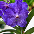 Vanda Dark Blue orchid flower, vivid purple petals with unique patterns, showcasing natural beauty and elegance.