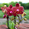 Phalaenopsis Congo (miniature)