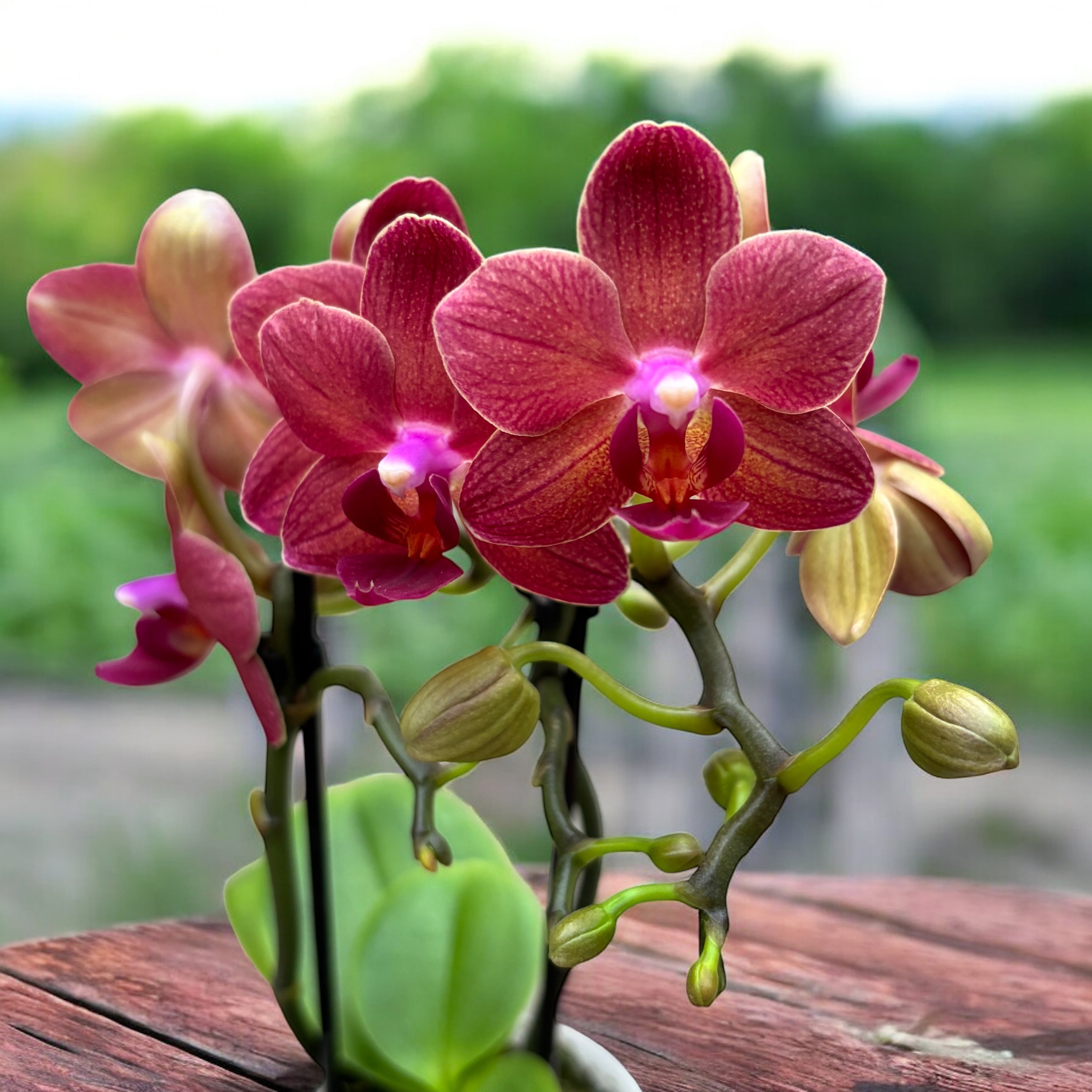 Phalaenopsis Kongo (Miniatur)