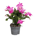 Schlumbergera Naomi