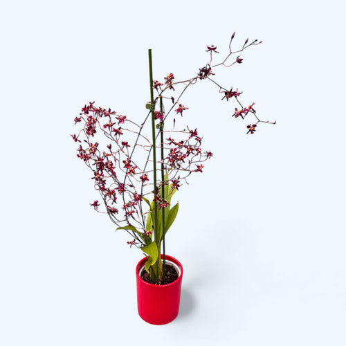 Oncidium Jairak Fragrance ‘Chocolate’ – orhidee parfumata cu note intense de ciocolata