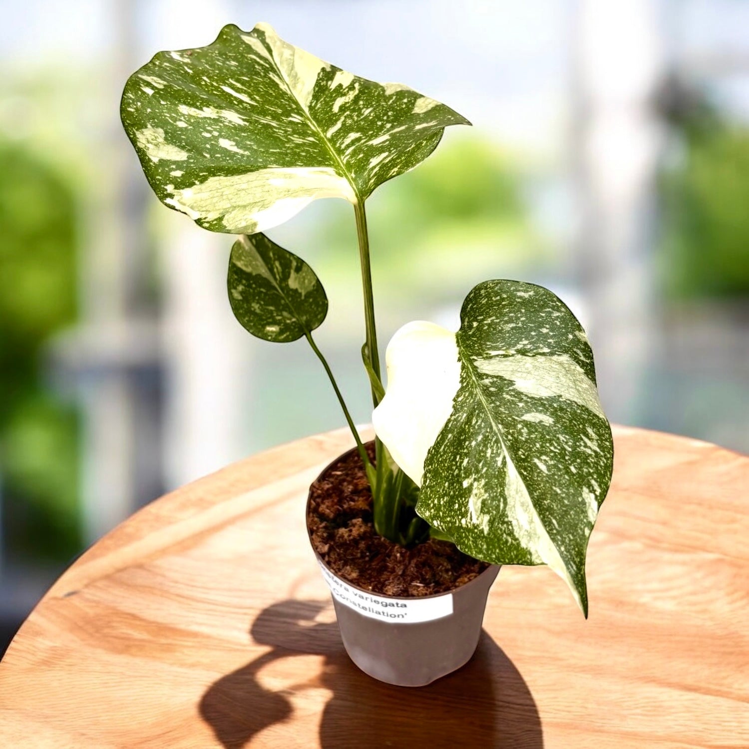 Monstera variegata 'Thai Constellation'