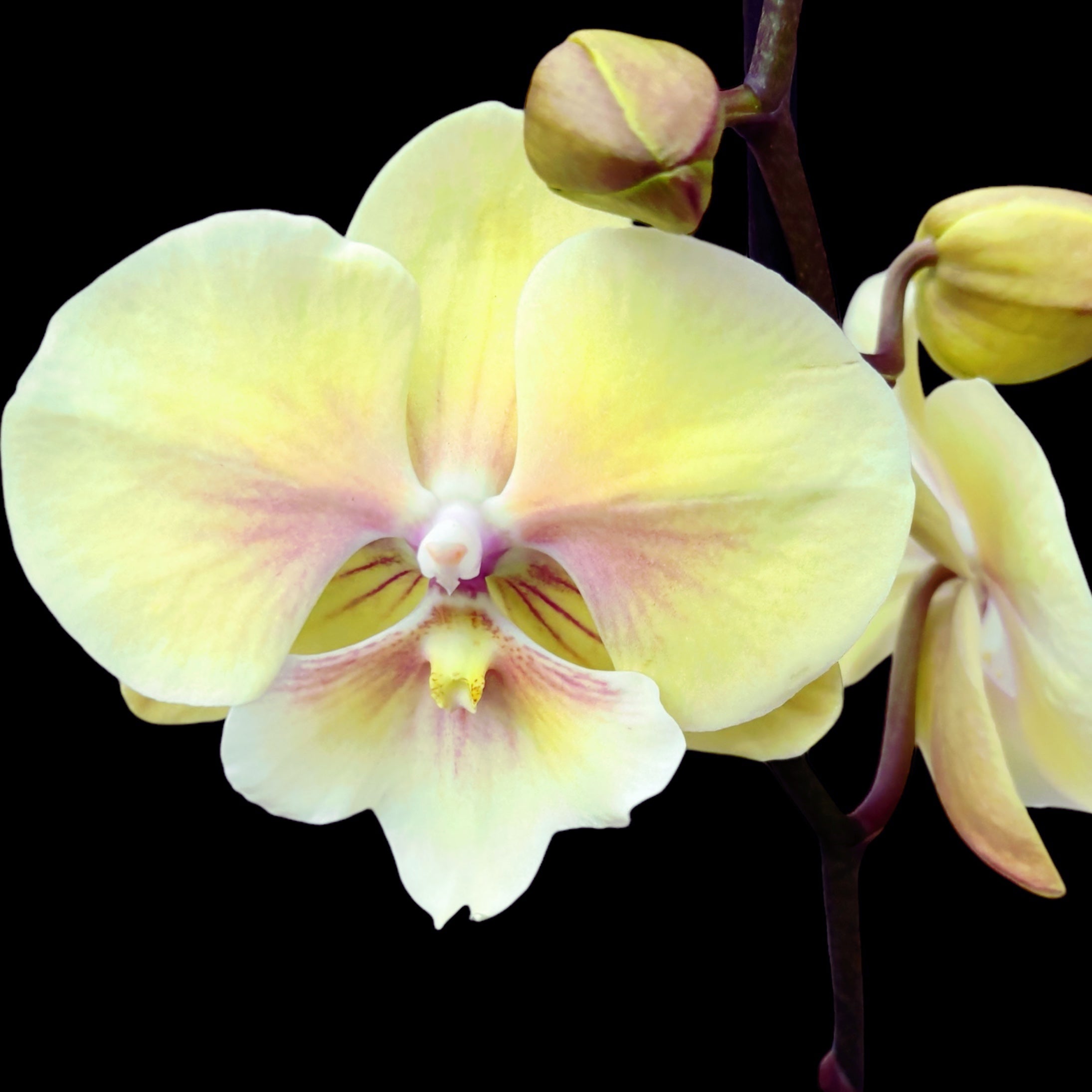 Phalaenopsis ‚Alice‘ Große Lippe