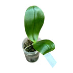 Phalaenopsis gigantea var. alba - parfumat