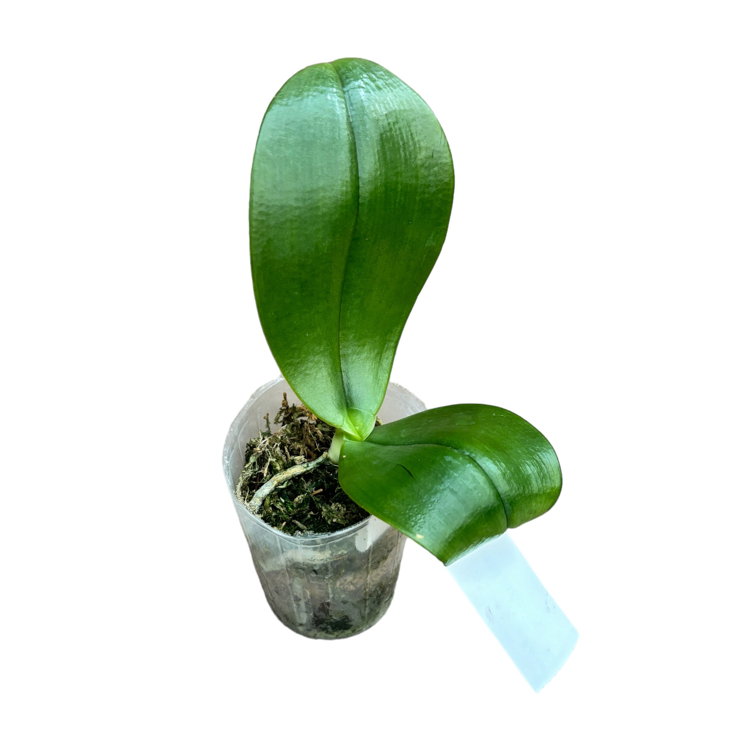 Phalaenopsis gigantea var. alba - parfumé