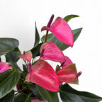 Anthurium Karma Purple, cu masca deco si sistem autoirigare, ingrijire usoara