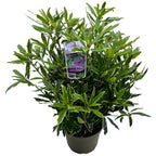 Rhododendron ponticum 'Variegatum' XXL (de gradina)