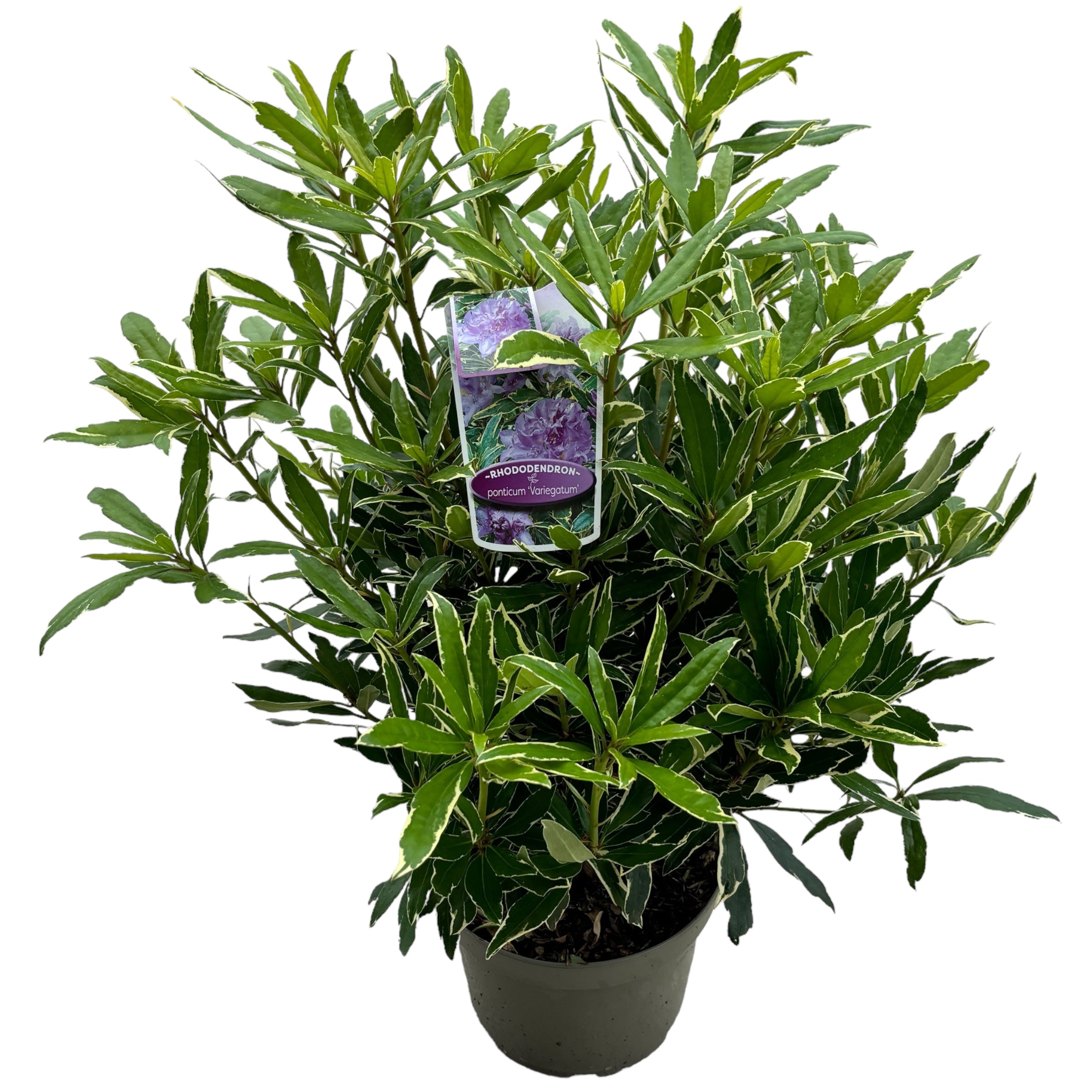Rhododendron ponticum 'Variegatum' XXL (de gradina)