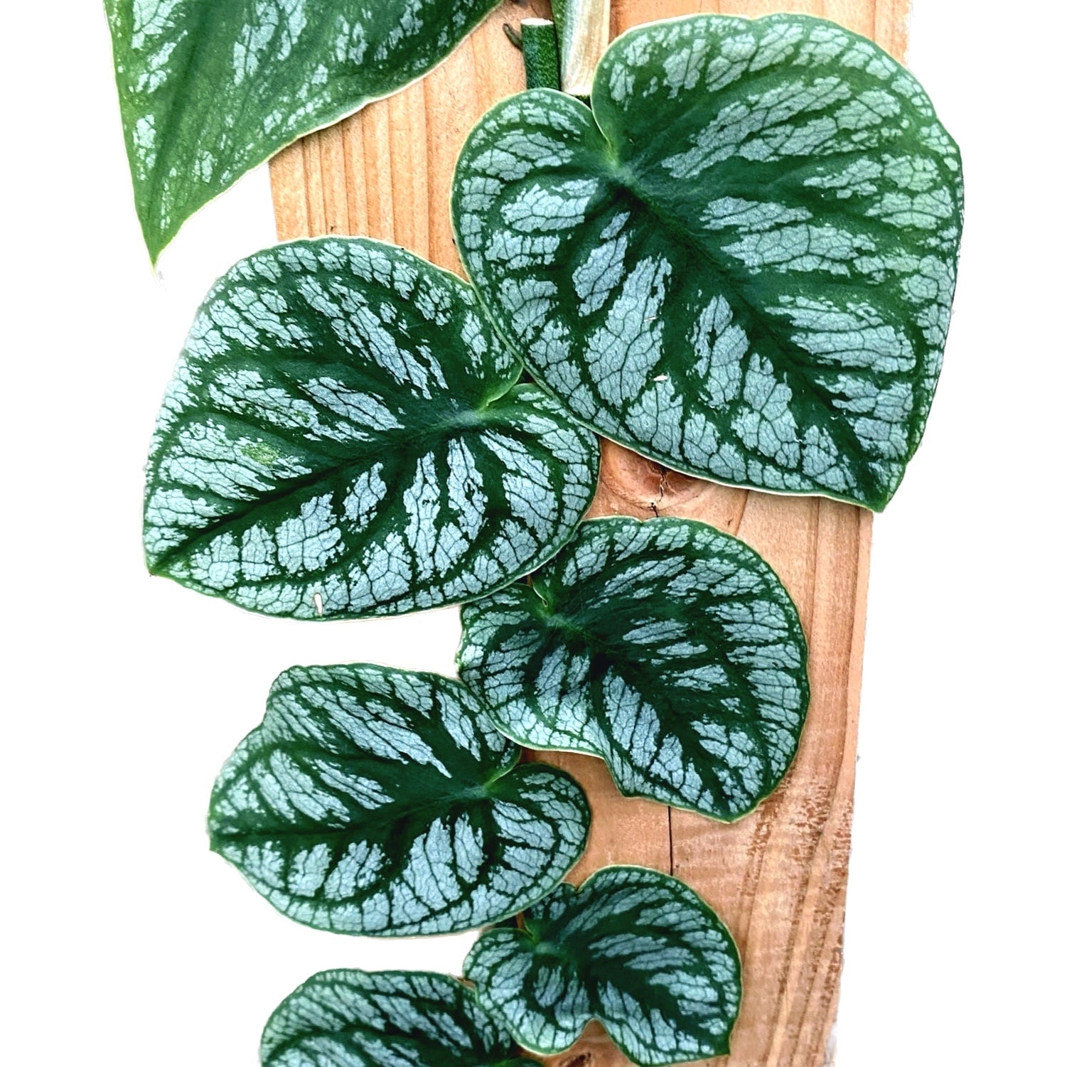 Monstera dubia (H45)
