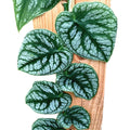 Monstera dubia (H30)
