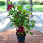 Rote, große Blüten-Clematis - Clematis 'Nubia' (Boulevard Red - Evipo079) (Späte Großblumige Gruppe)