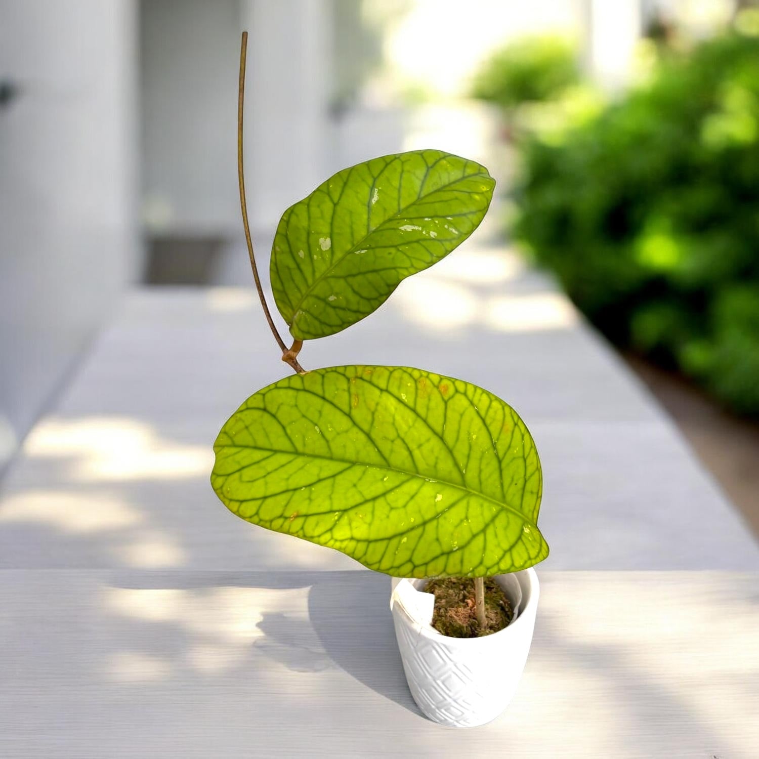 Hoya meredithii - frunze texturate, uriase