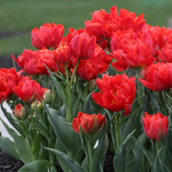 Bulbi de lalele cu flori duble in ghiveci (Tulipa Abba)