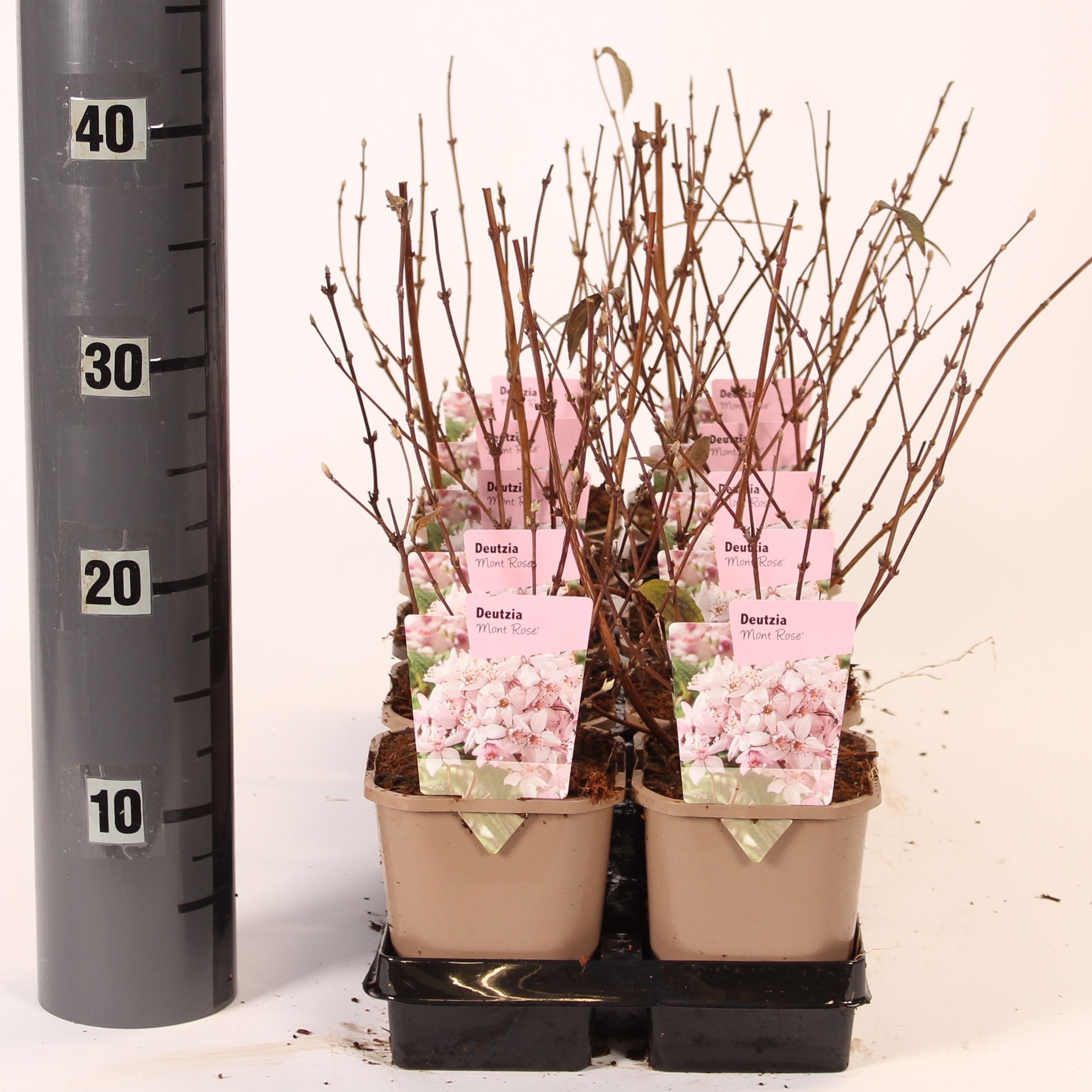 Deutzia x hybrida 'Mont Rose'