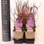 Deutzia x hybrida 'Strawberry Fields'